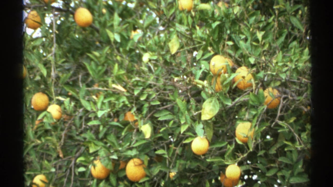 Lemons hanging among dense green leaves on a citrus tree.