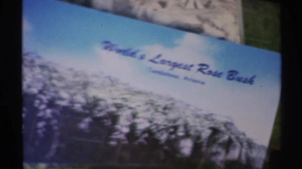 1972 Arizona 8mm frame showing a slide labeled World's Largest Rose Bush, with foliage and a bright sky in Tombstone context.