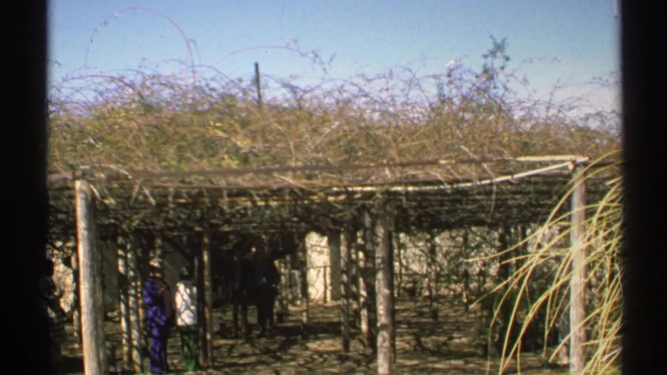 1972 Arizona home-movie frame of visitors beneath a wide vine-covered arbor with wooden posts and bright blue sky above.