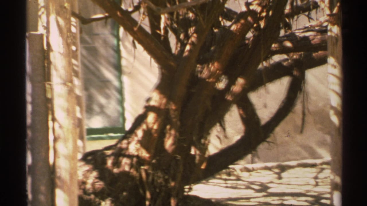 1972 Arizona 8mm frame of a twisted tree near beige stucco, with wood posts, green trim, and hard sunlight casting branch shadows.