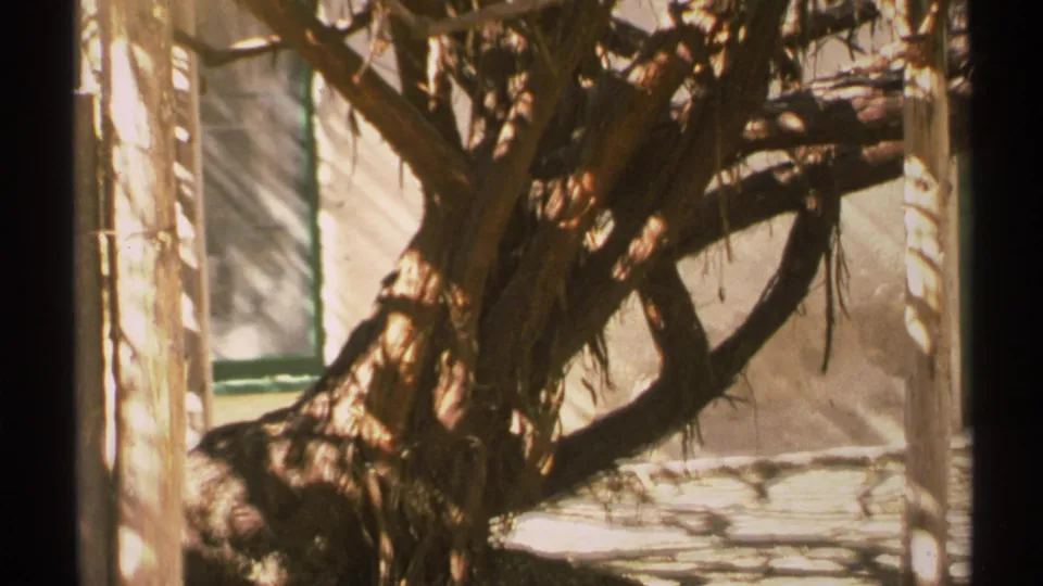 The 1972 Arizona home-movie frame holds on rough tree bark, twisted limbs, beige stucco, and a narrow green-trimmed window edge.