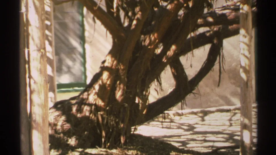In this 1972 Arizona 8mm frame, a thick tree trunk and bare limbs frame a beige building surface with strong patterned shadows.