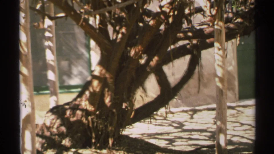 The final 1972 Arizona frame shows the gnarled tree, beige stucco, vertical posts, green trim, and strong branch shadows in warm 8mm color.