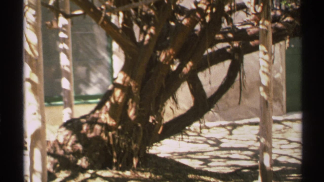 Gnarled dry tree casting shadows across a paved courtyard beside wooden posts.
