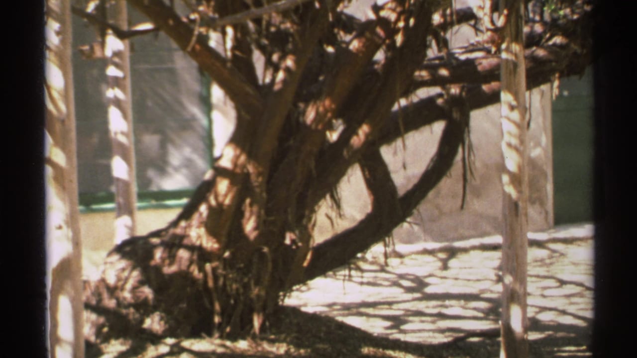 Dry tree branches and shadows beside posts and a pale exterior wall.