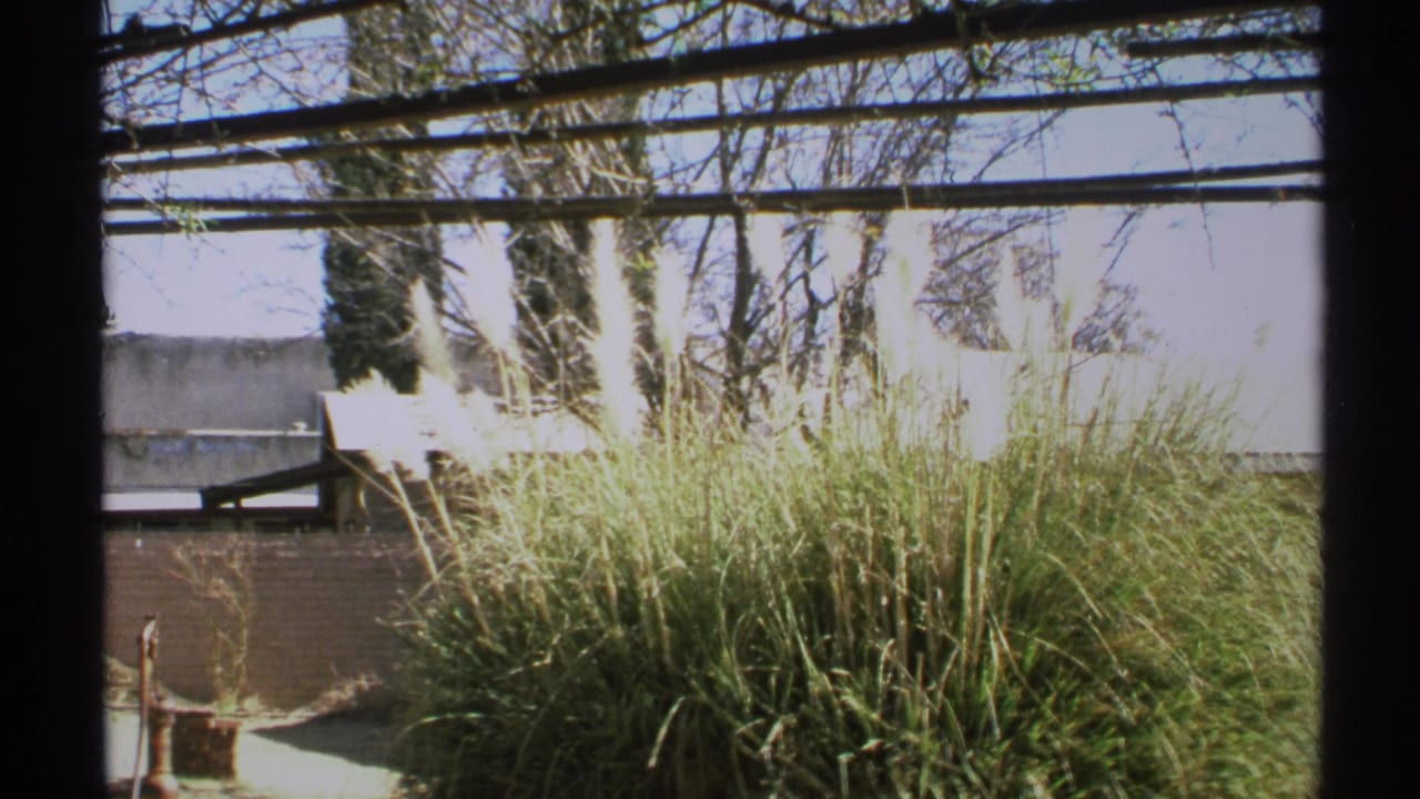 1972 Arizona 8mm frame showing sunlit pampas grass, a brick wall, bare branches, and dark window framing.