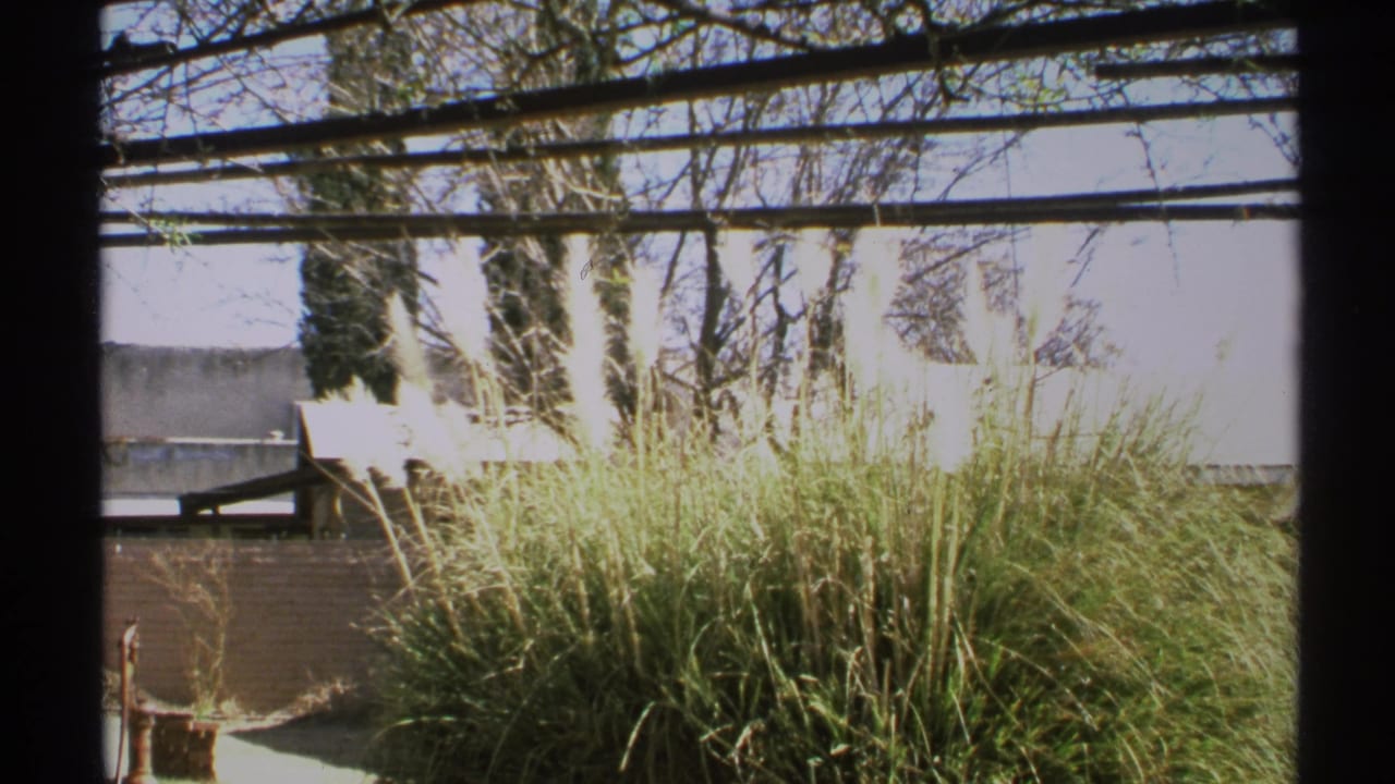Tall grass and bright plumes behind a window frame with a wall and trees beyond.