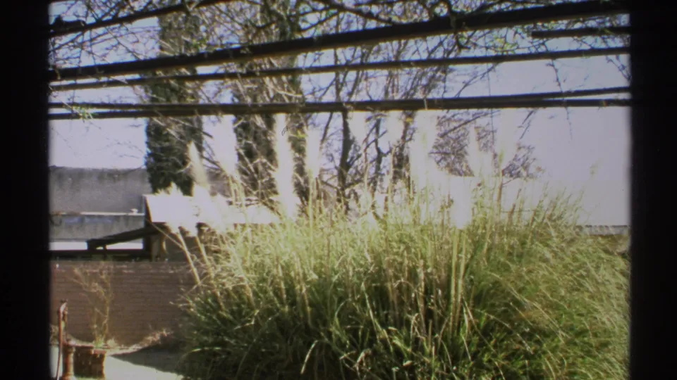 1972 Arizona garden view with tall ornamental grass, pale plumes, a low wall, and leafless trees in harsh sun.