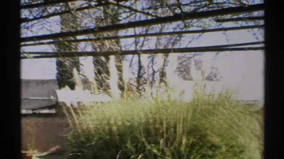 1972 Arizona home-movie frame of pampas grass, bare branches, wall, and window framing with slight motion blur.