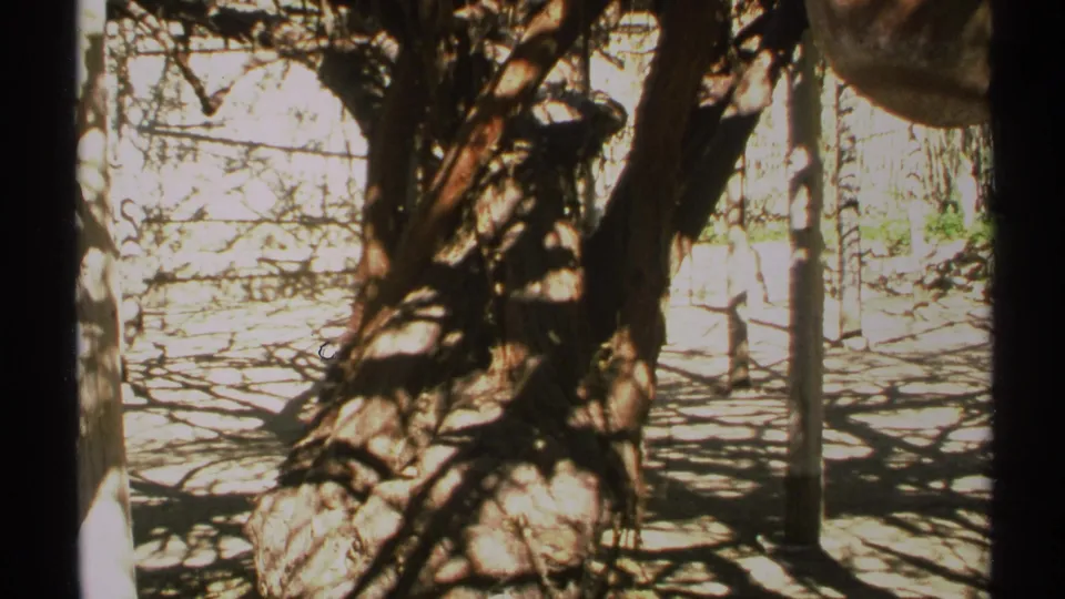1972 Arizona 8mm close-up of a textured tree trunk, branch shadows, and sunlit paving in a garden area.