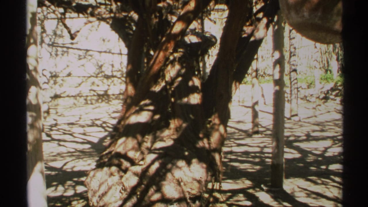 Close view of a gnarled tree trunk with heavy branch shadows on a sunlit ground.