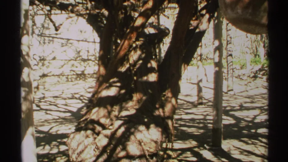 1972 Arizona 8mm frame showing a large rough-barked tree trunk and dense shadows cast across bright ground.