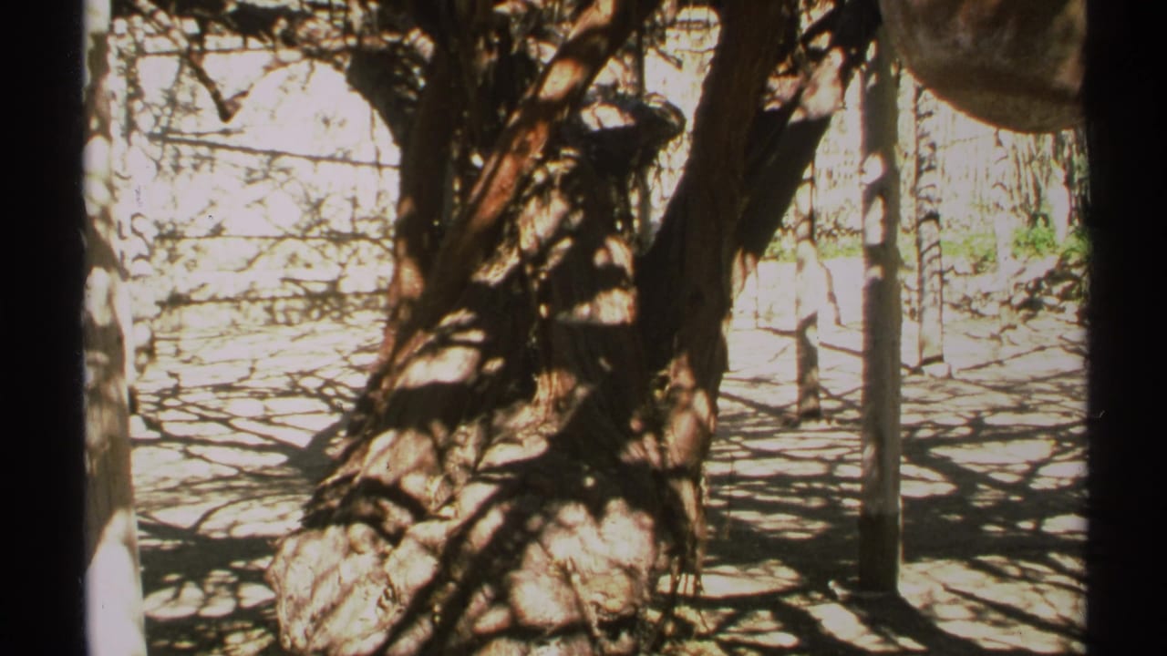 Large tree trunk and branch shadows beside a vertical post or trunk in bright light.