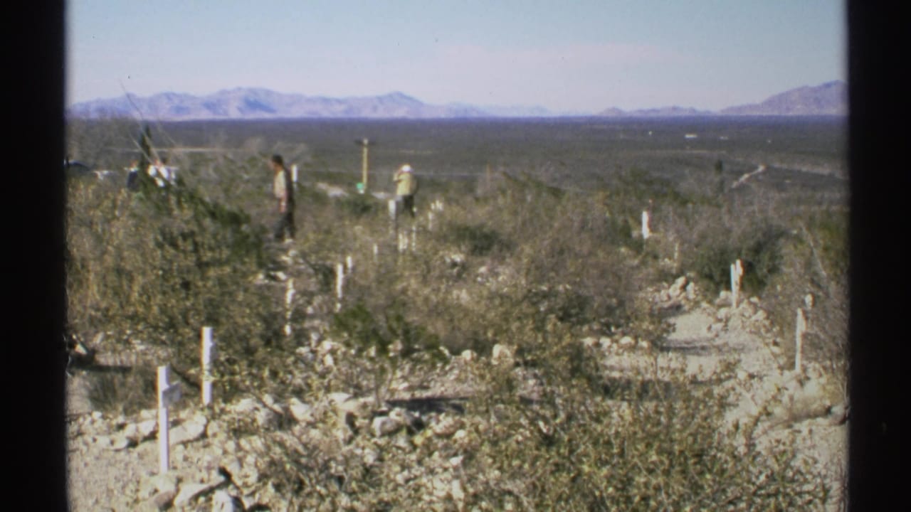 Wide desert graveyard with white markers, scrub brush, visitors, and mountains.