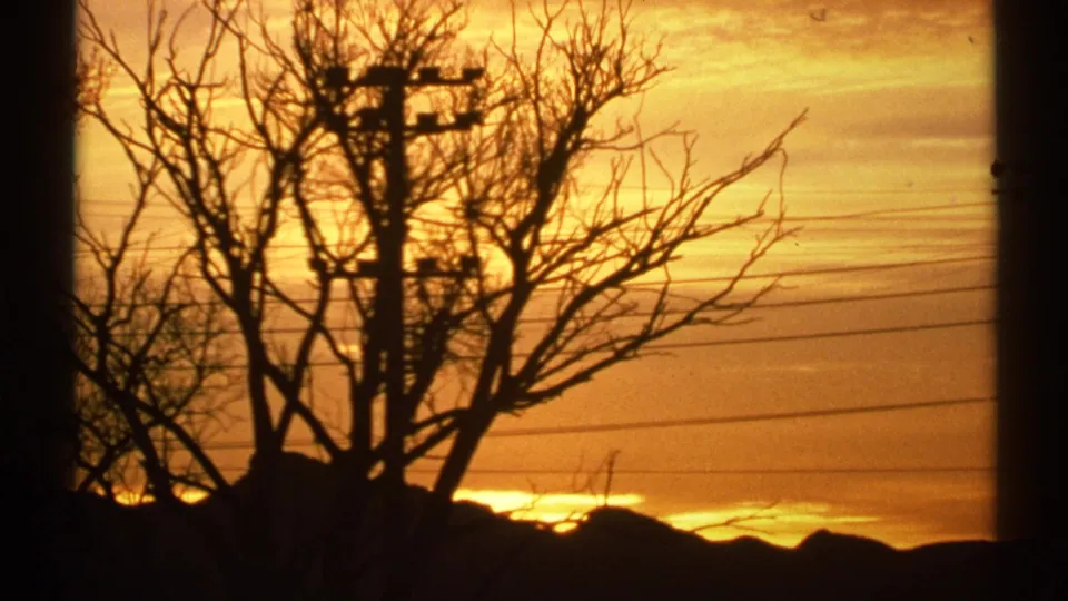 1972 Arizona 8mm frame with tree branches, utility hardware, power lines, and a low golden sunset glow near the horizon.