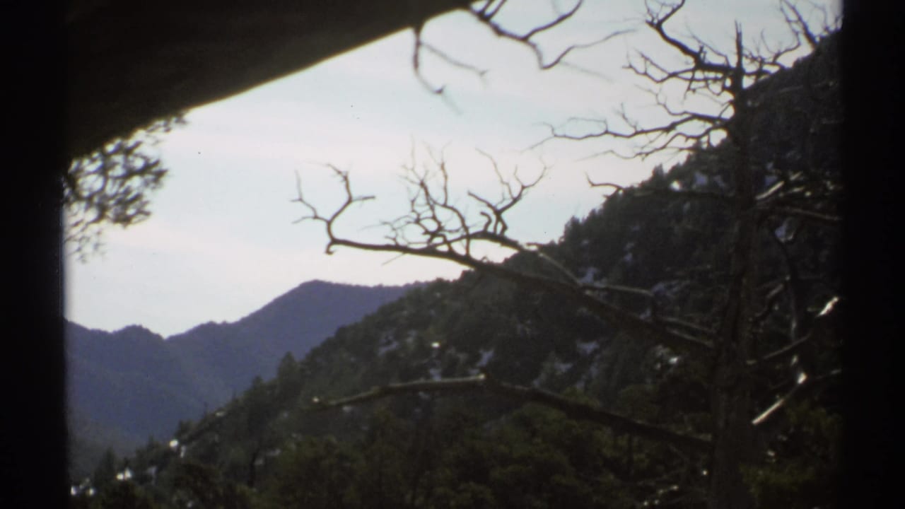 Dark branches and evergreens frame a distant mountain ridge in soft light.