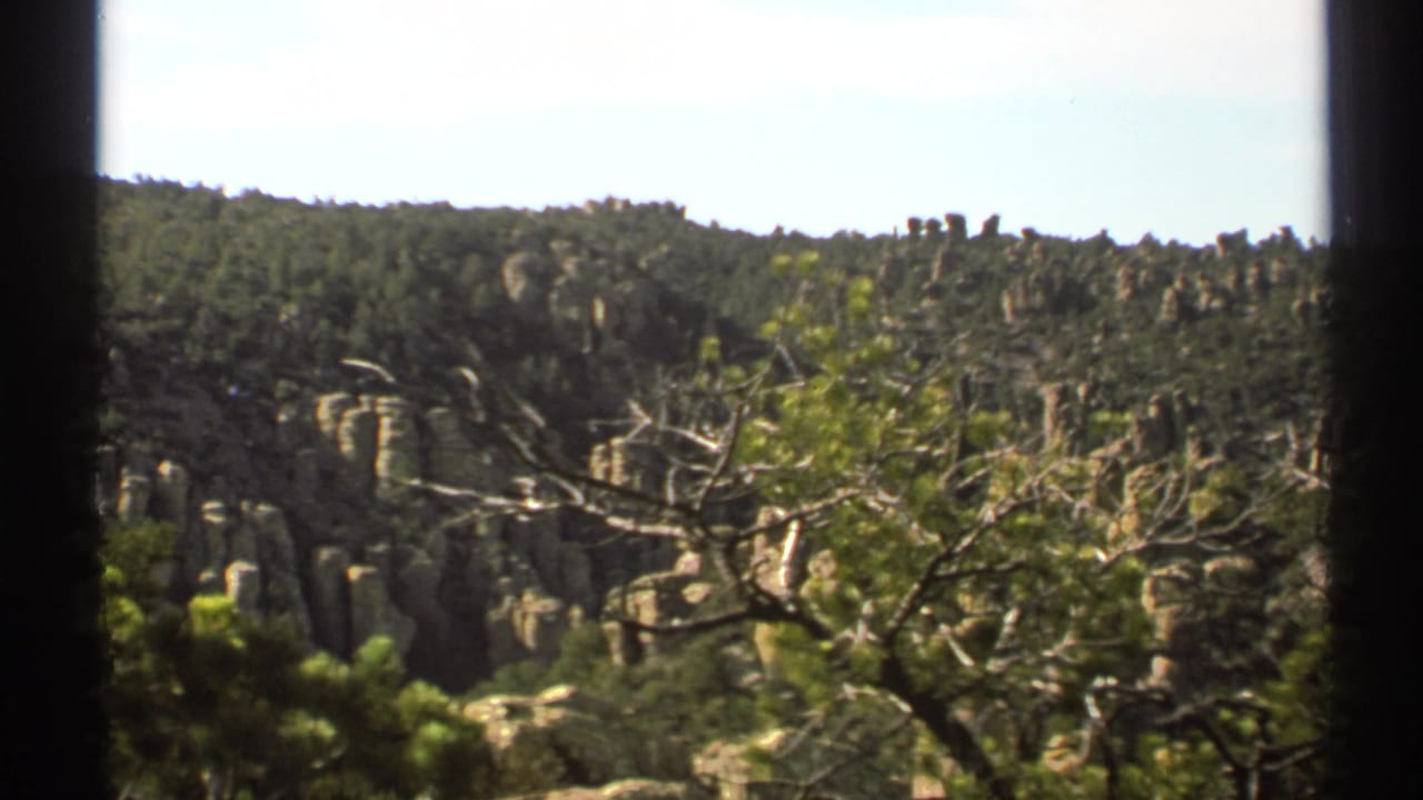 Rugged canyon wall with pine forest and foreground branches under a bright sky.