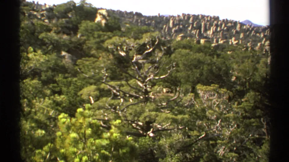 1972 Arizona 8mm frame showing scrubby green trees, a pale dead branch, and rows of rocky formations across a sunlit hillside.