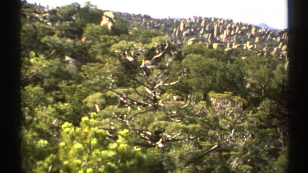 1972 Arizona 8mm frame of dense trees, pale branches, and rugged rocks beyond dark window-frame edges.