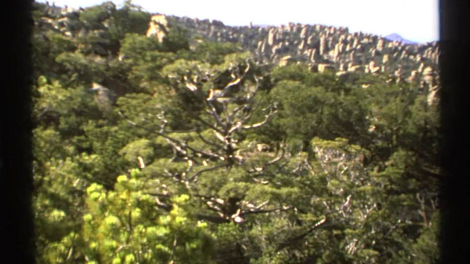 1972 Arizona home-movie view of green woodland, bare branches, and sunlit rock formations in the background.