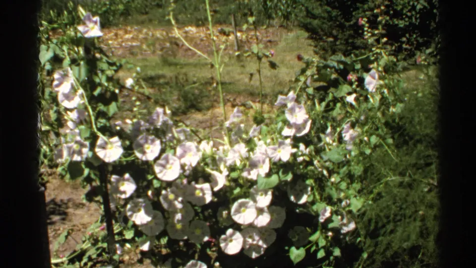 Sunlit white and pale pink morning glory flowers bloom on vines in a garden, matching the Hidden Falls home-movie sequence.