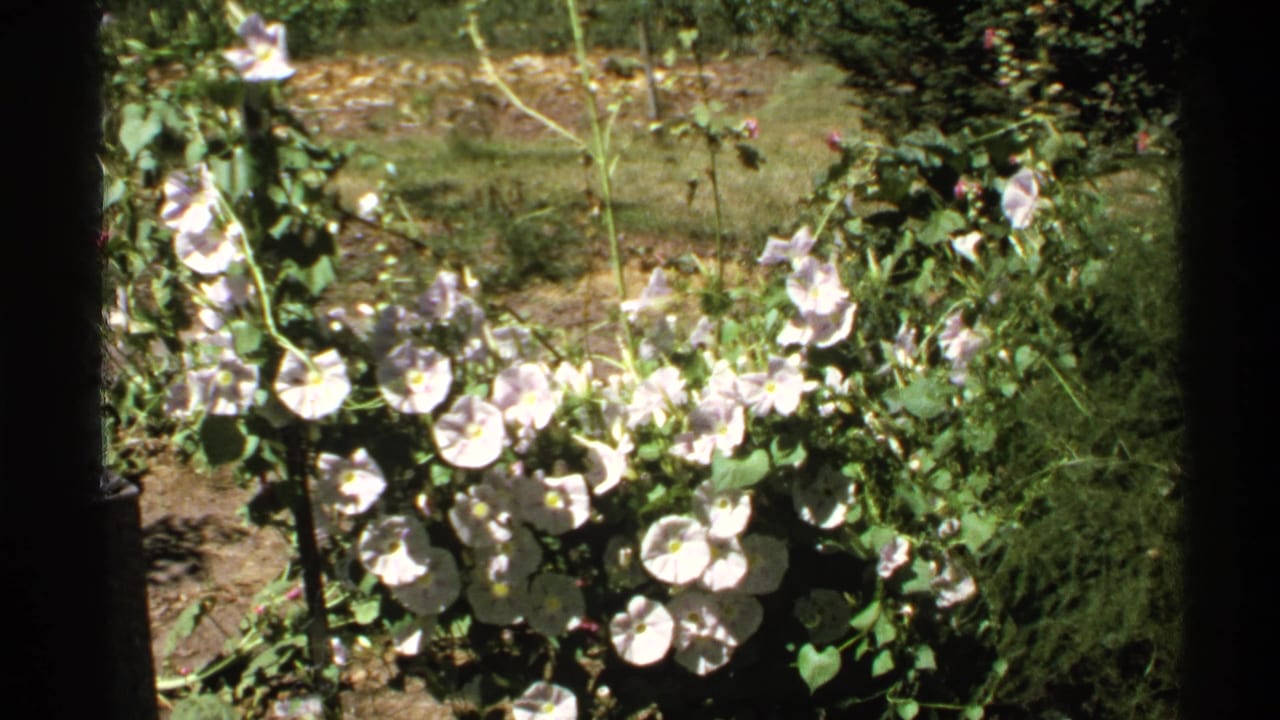 Sunlit flowering vines with pale blossoms and green leaves near a dark frame edge.