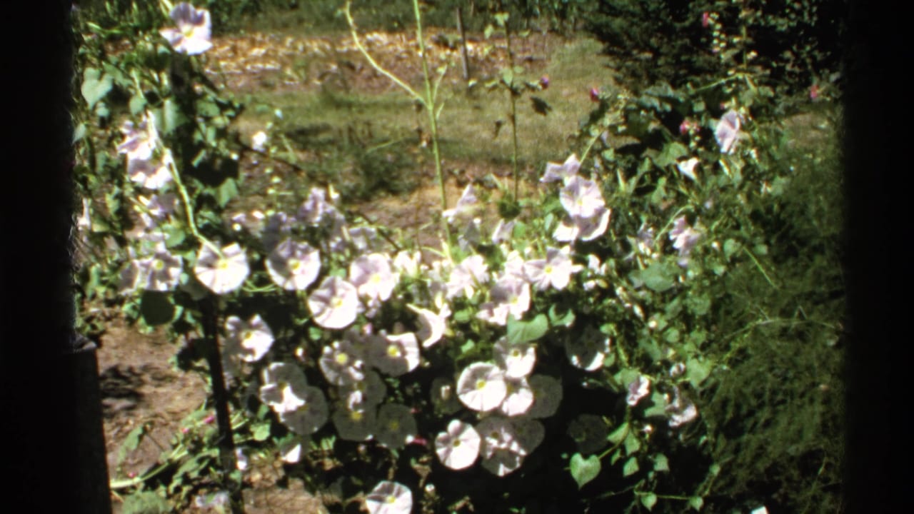 Flowering vines in bright sun with pale blossoms, leaves, grass, and shrubbery behind.