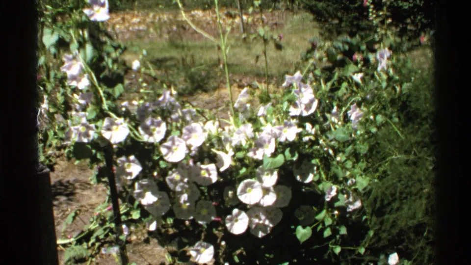 1972 Hidden Falls, Minnesota 8mm view of pale blossoms, vine leaves, and a sunny garden bed.