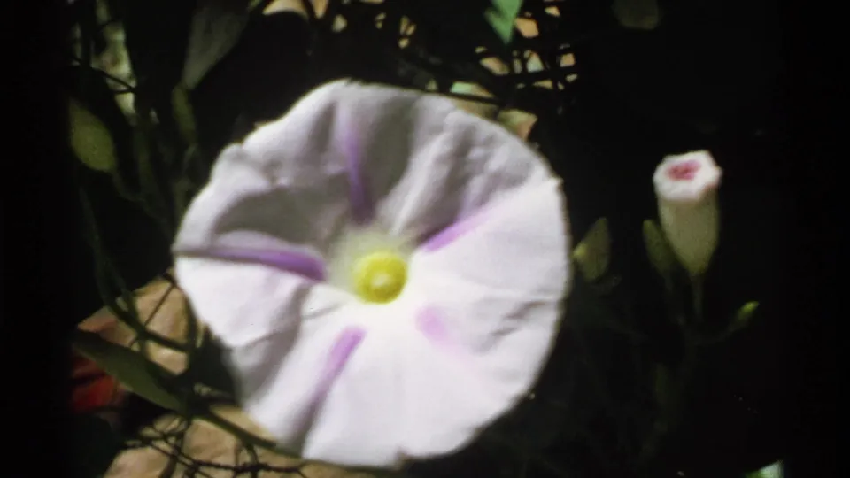 Close 1972 Hidden Falls, Minnesota 8mm frame of a pale flower with purple markings and a yellow center among dark leaves.