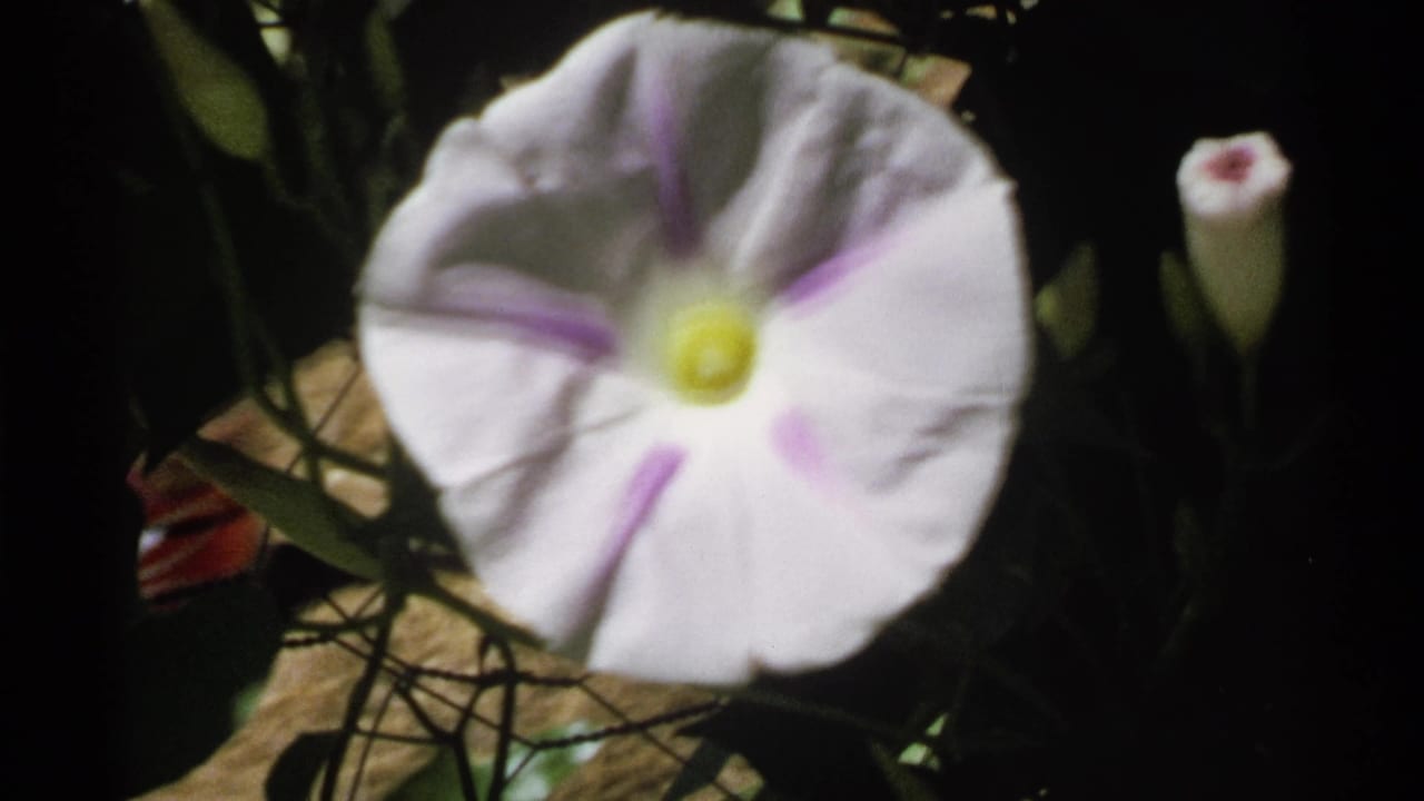 Soft-focus white morning glory flower against dark foliage.