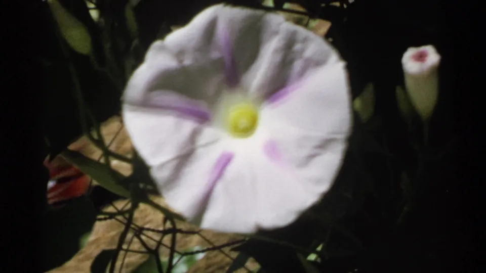 Close view of a pale morning glory flower with purple streaks and a yellow center in early-1970s 8mm footage.
