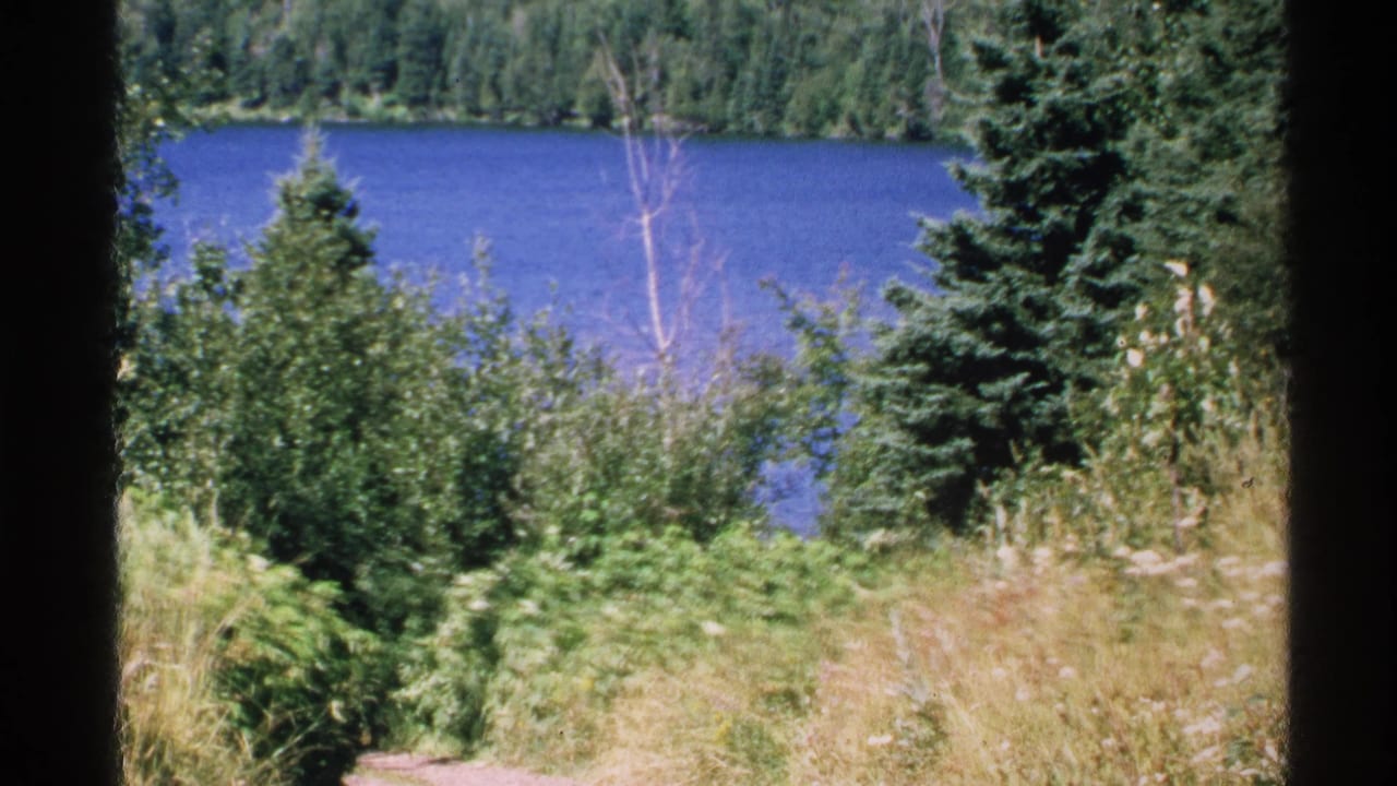 Lake and wooded shoreline framed by evergreens, brush, and a dark trunk.