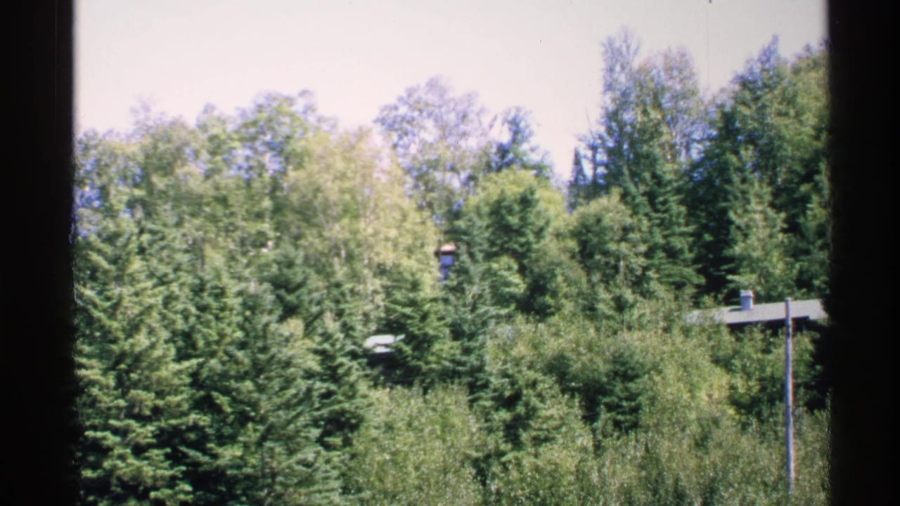 Dense green trees and a partial roofline viewed through vertical window framing.