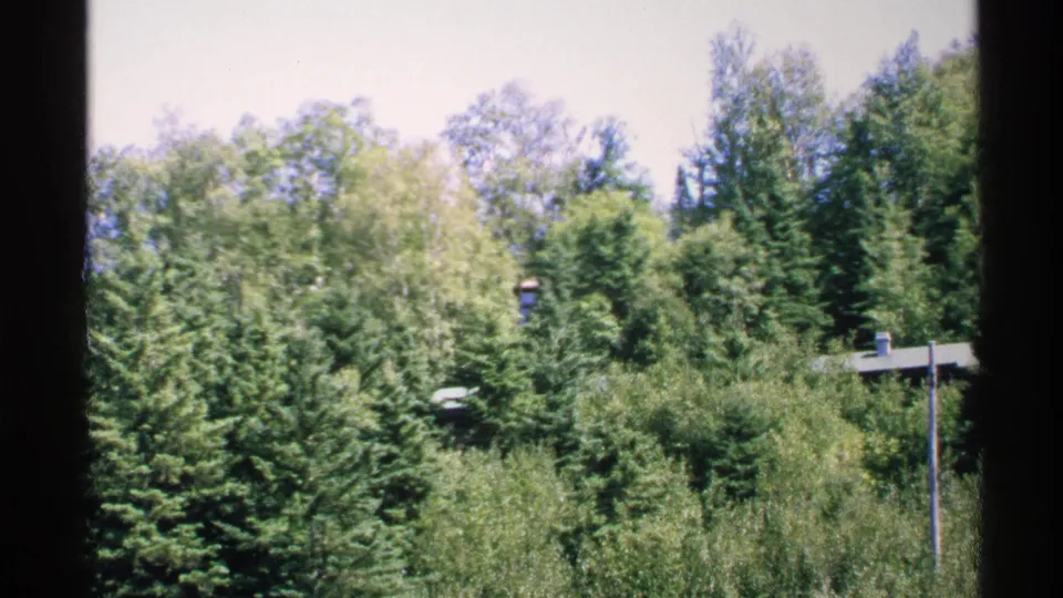 1972 Isle Royale wooded view with dense evergreens, a partly visible building roof, and a utility pole beyond a dark window frame.