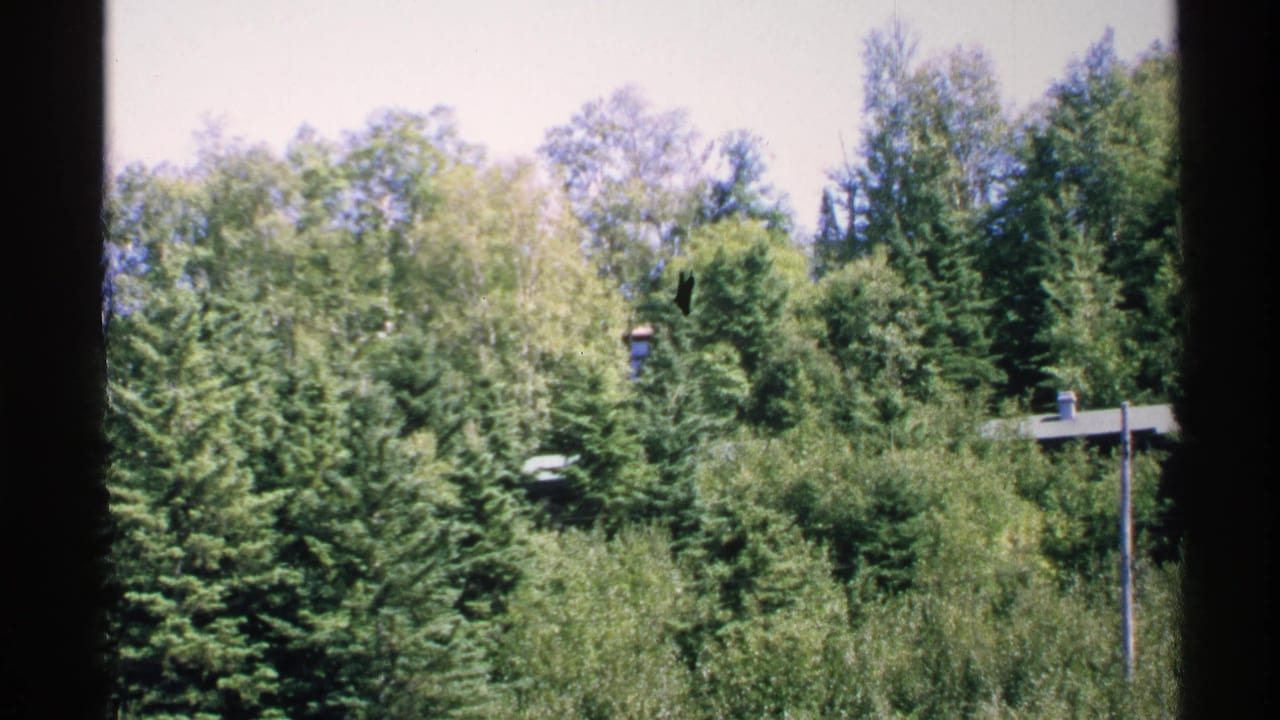Dense green trees with a partly hidden roofline and a pole in bright daylight.