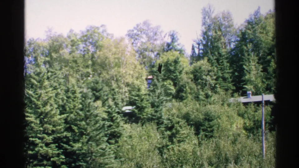 1972 Isle Royale 8mm frame showing dense summer trees, brush, a low roof partly concealed by foliage, and a slim pole.