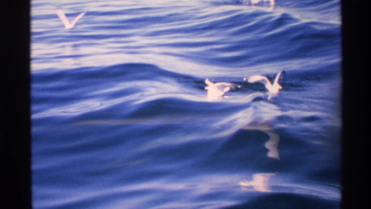 1972 8mm Isle Royale footage shows white gulls skimming and flying over deep blue waves.