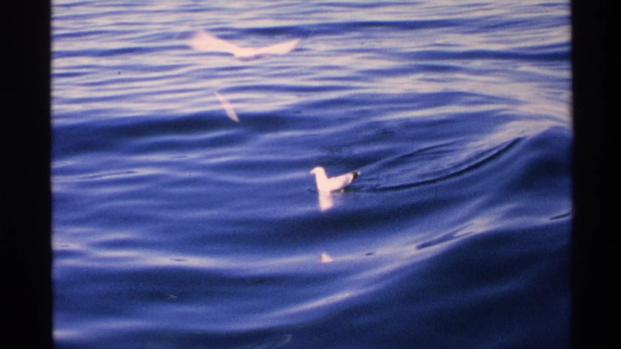 A white gull skims across blue waves while other pale birds appear above the water.