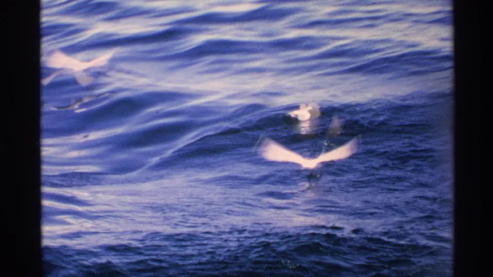 Multiple gulls skim and flap above the darker wave surface in 1972 Isle Royale 8mm footage.