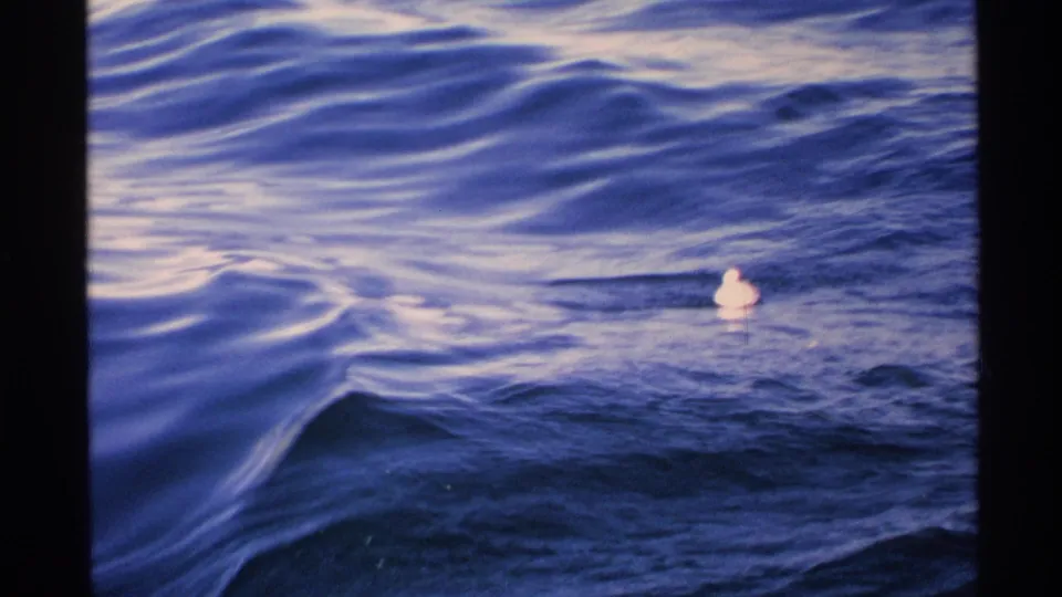 A small gull-like bird floats among rolling Isle Royale waves in the final 1972 8mm frame.