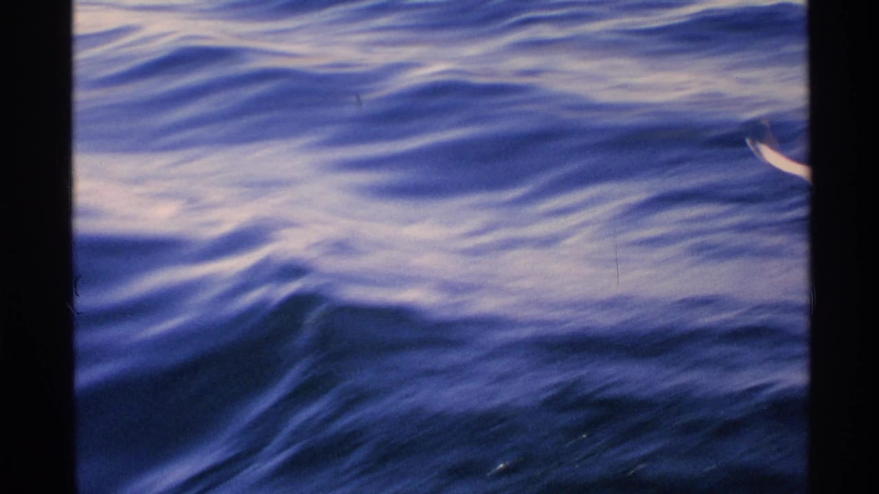 Blue rippled water with a small pale gull shape near the upper center.