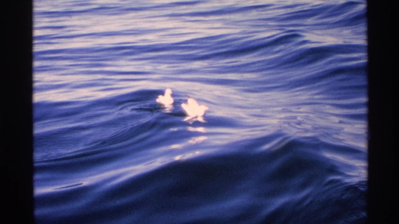 Two white gulls floating on dark blue rippled water.