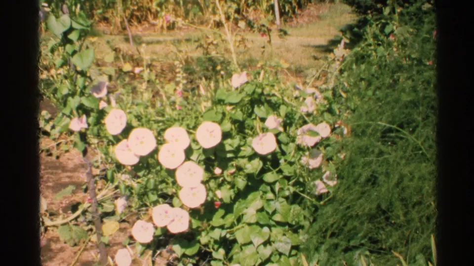 Close home-movie view of pink morning glory flowers among green vines and grass, following the Isle Royale lake scene.