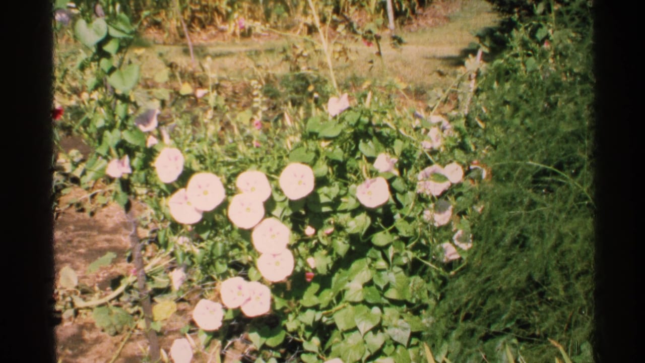 Pink morning glory flowers growing among green leaves and grass in sunlight.