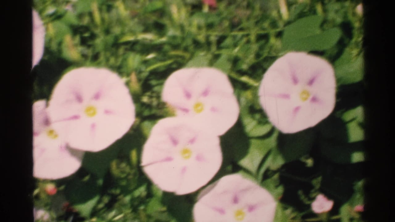 Close view of pale pink flowers with yellow centers against green foliage.