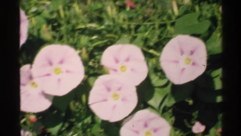 Soft 8mm close-up of pink morning glory flowers in green garden growth, consistent with the 1972 Isle Royale home-movie metadata.