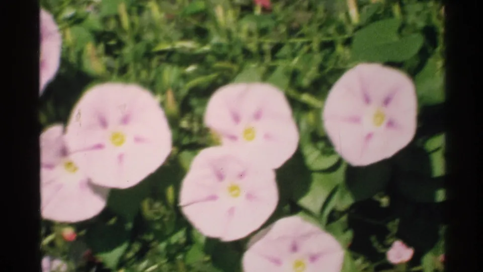 Final 8mm frame shows pale pink morning glory flowers with yellow centers among green foliage, with dark film borders visible.