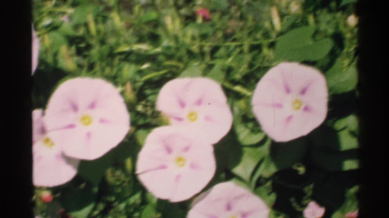 Soft pink flowers with yellow centers among green foliage, bordered by black film frame edges.
