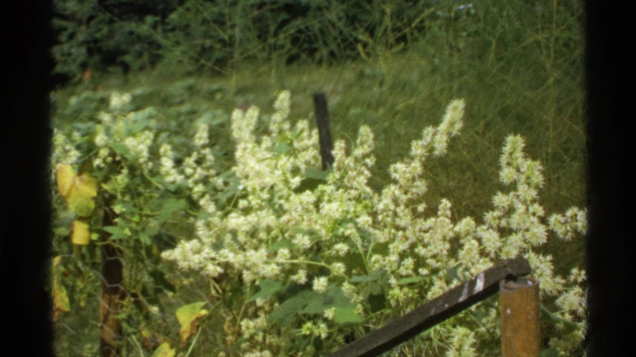 White wildflowers and green foliage beside a wooden post and slanted rail in a forest clearing.