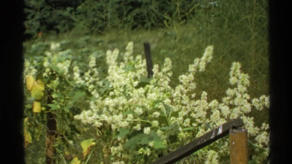 1972 Isle Royale 8mm frame showing white wildflowers, leafy plants, tall grass, and rustic fencing in a shaded forest clearing.